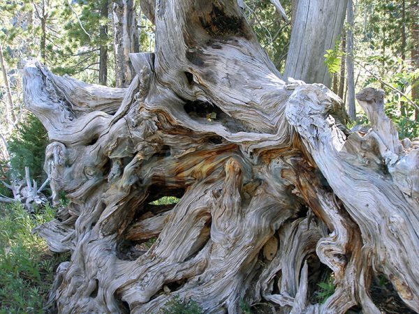 Roots_in_Squaw_Valley
